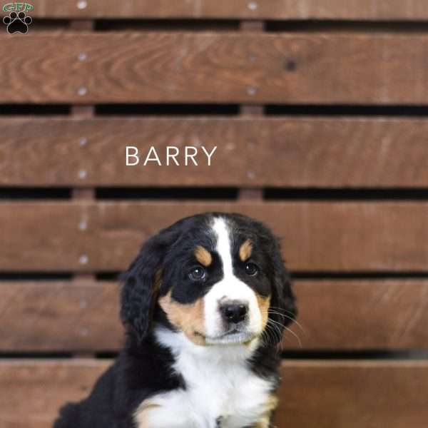 Barry, Bernese Mountain Dog Puppy